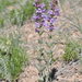 Penstemon cyathophorus - Photo (c) Matt Langemeier,  זכויות יוצרים חלקיות (CC BY-NC), הועלה על ידי Matt Langemeier