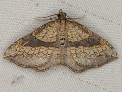 Orthonama evansi