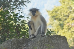 Trachypithecus geei