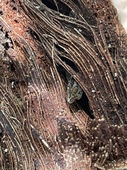 Sphaerodactylus macrolepis