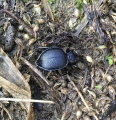 Scaphinotus interruptus