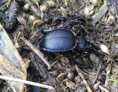 Scaphinotus interruptus