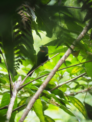 Melopyrrha violacea