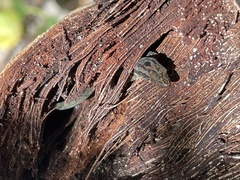 Sphaerodactylus macrolepis