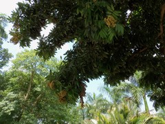 Image of Dimocarpus longan