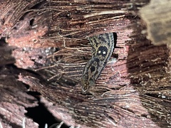 Sphaerodactylus macrolepis