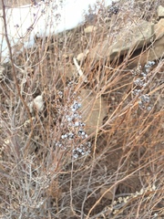 Spiraea alba latifolia