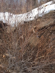 Spiraea alba latifolia