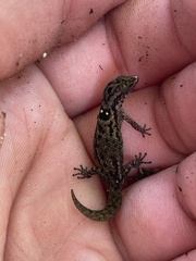 Sphaerodactylus macrolepis