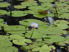 Nymphaea gigantea