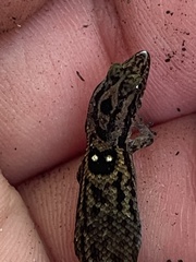Sphaerodactylus macrolepis