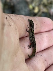 Sphaerodactylus macrolepis