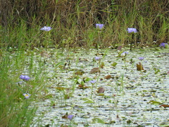 Nymphaea gigantea