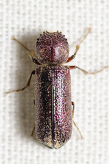 Amphicerus