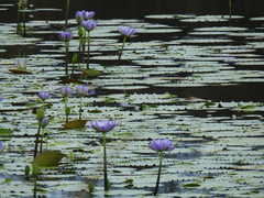 Nymphaea gigantea
