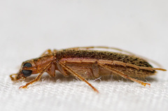 Sparedrus aspersus