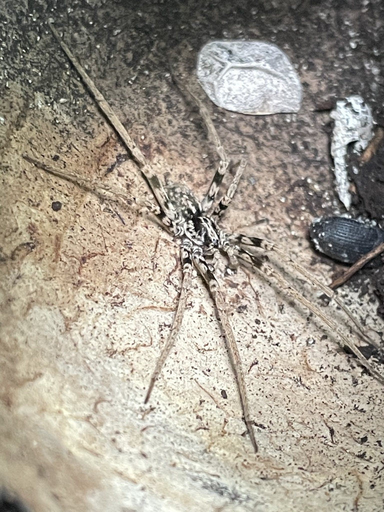Odo agilis