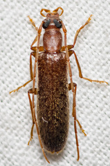 Sparedrus aspersus