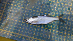 Hemiculter leucisculus