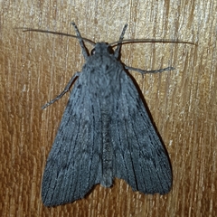 Harpagocnema eremoplana