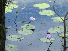 Nymphaea gigantea