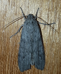 Harpagocnema eremoplana