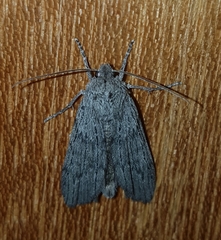 Harpagocnema eremoplana