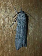 Harpagocnema eremoplana