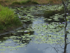 Nymphaea gigantea