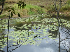 Nymphaea gigantea