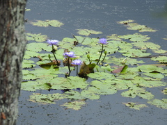 Nymphaea gigantea