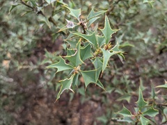 Gastrolobium trilobum