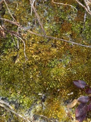 Imbribryum subapiculatum