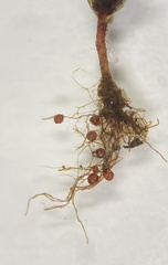 Imbribryum subapiculatum