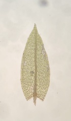 Imbribryum subapiculatum