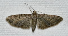 Eupithecia jejunata