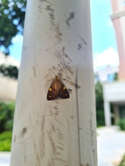 Phaeochlaena lampra