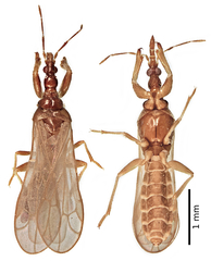 Systelloderes lateralus