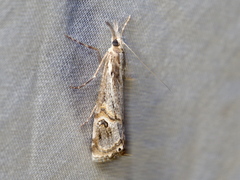Hednota longipalpella