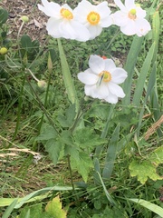 Anemonoides sylvestris