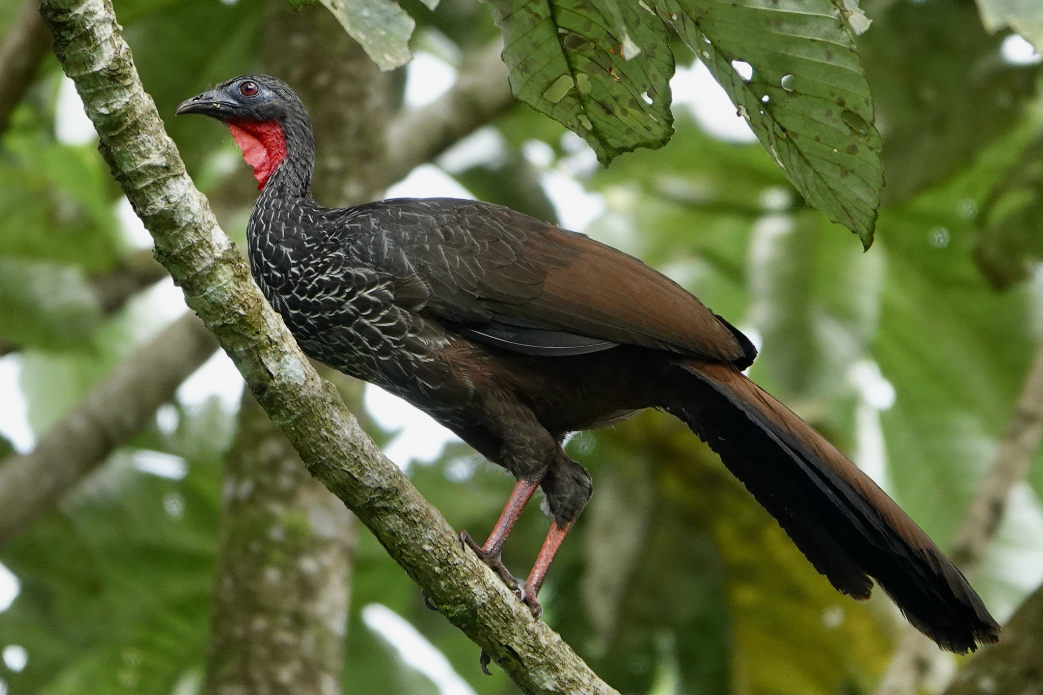 Cauca Guan illustration