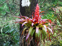 Tillandsia imperialis