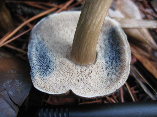 Porphyrellus sordidus image