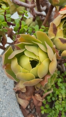 Aeonium canariense