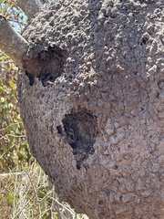 Nasutitermes corniger