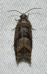 Pseudexentera hodsoni