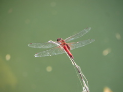 Tramea abdominalis