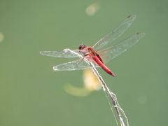 Tramea abdominalis
