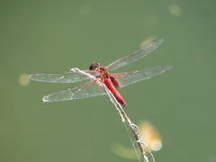 Tramea abdominalis