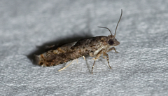 Pseudexentera hodsoni